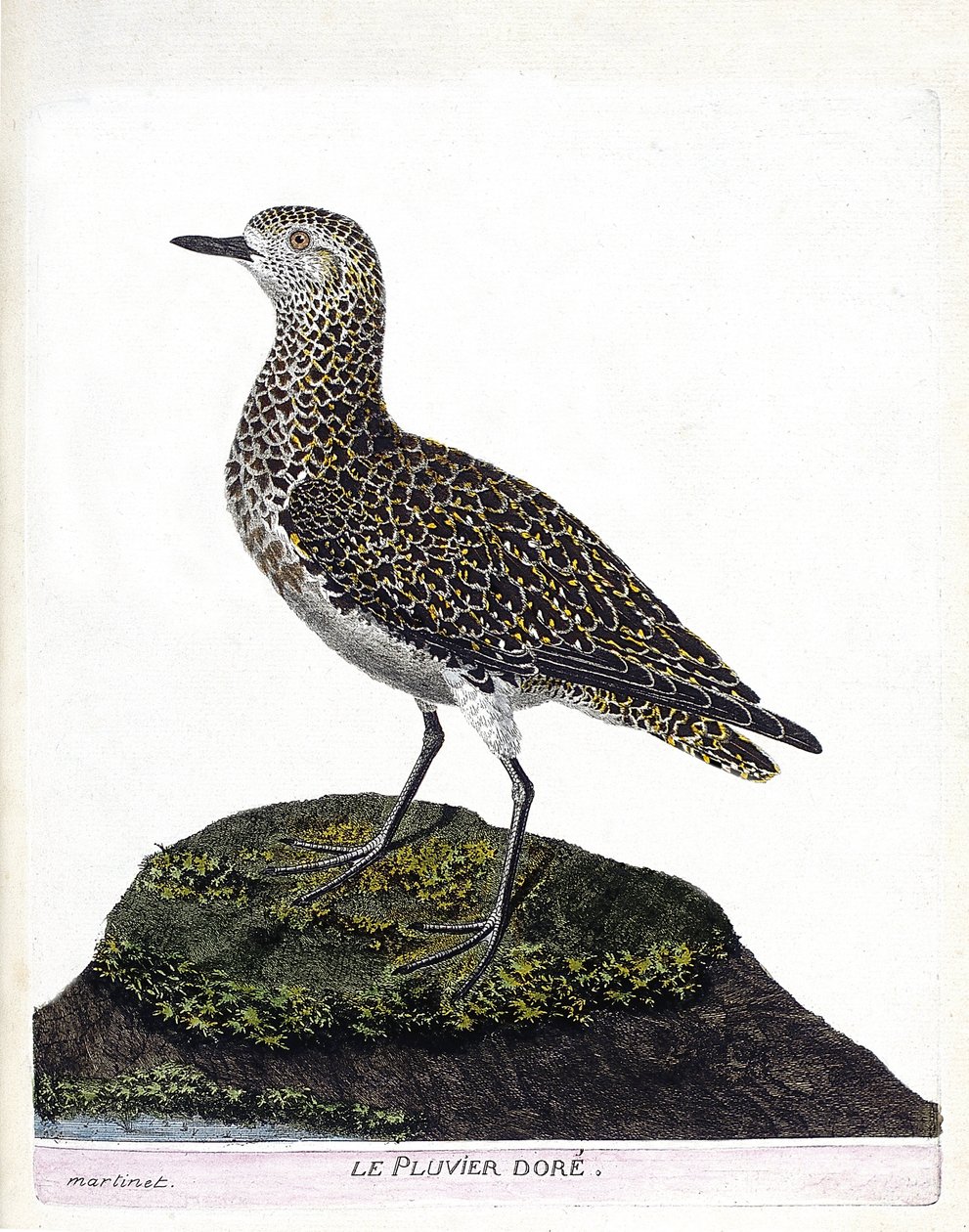 Állattani térkép (ornitológia): casoar (casoar a sisak vagy cassuarius cassuarius). Illusztráció: Francois Nicolas Martinet (1731-1800) „A madarak története, megjelenésük és érzékeny aspektusuk szerint”. Magángyűjtemény. alkotó: Francois Nicolas Martinet