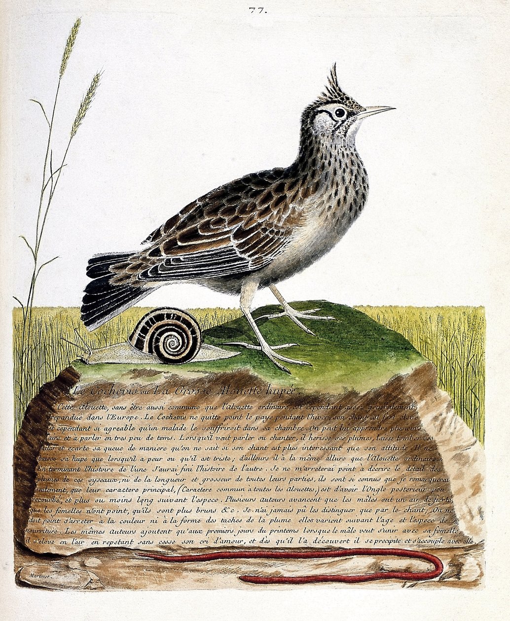 Állattani térkép (ornitológia): cochevis (cochevis huppe vagy Galerida cristata). Illusztráció: Francois Nicolas Martinet (1731-1800) „A madarak története, megjelenésük és érzékeny aspektusuk szerint”. Magángyűjtemény. alkotó: Francois Nicolas Martinet