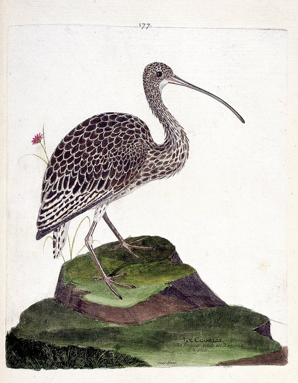 Állattani térkép (ornitológia): göndör (göndör kőris vagy numenius arquata). Illusztráció: Francois Nicolas Martinet (1731-1800) „A madarak története, megjelenésük és érzékeny aspektusuk szerint”. Magángyűjtemény. alkotó: Francois Nicolas Martinet
