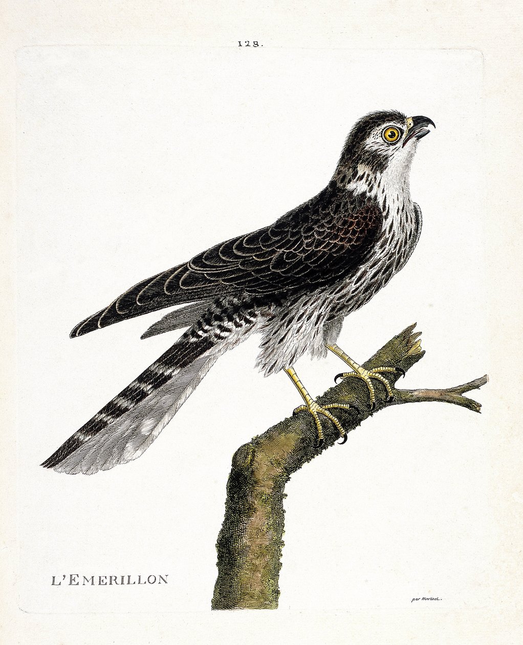 Állattani térkép (ornitológia): emrillon (emerillon falcon vagy falco colombarius) egy ágon. Illusztráció: Francois Nicolas Martinet (1731-1800) „A madarak története, megjelenésük és érzékeny aspektusuk szerint”. Magángyűjtemény. alkotó: Francois Nicolas Martinet