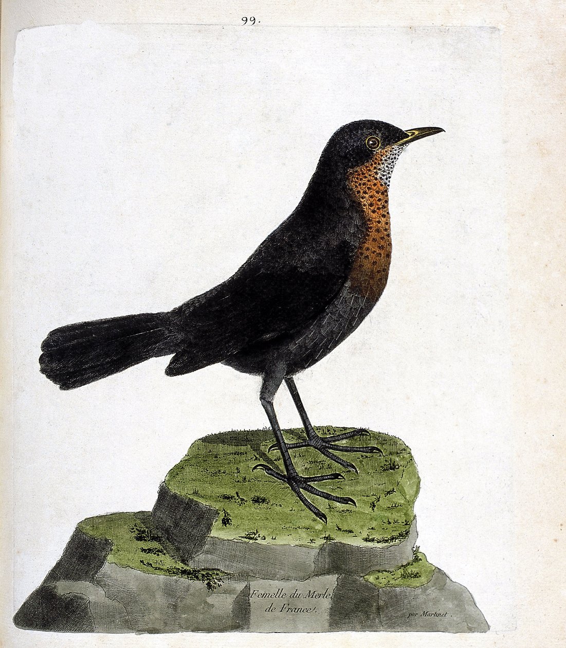 Állattani térkép (ornitológia): nőstény feketerigó (feketerigó vagy turdus merula). Illusztráció: Francois Nicolas Martinet (1731-1800) „A madarak története, megjelenésük és érzékeny aspektusuk szerint”. Magángyűjtemény. alkotó: Francois Nicolas Martinet