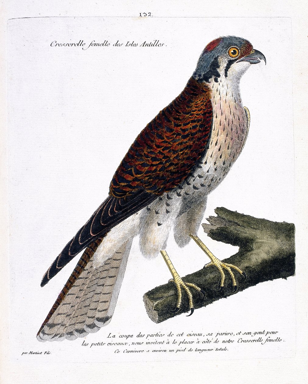 Állattani térkép (ornitológia): a karibi szigetek nőstény zsázsa (amerikai crecerella vagy falco sparverius) egy ágon. Illusztráció: Francois Nicolas Martinet (1731-180) „A madarak története, megjelenésük és érzékeny aspektusuk szerint” alkotó: Francois Nicolas Martinet