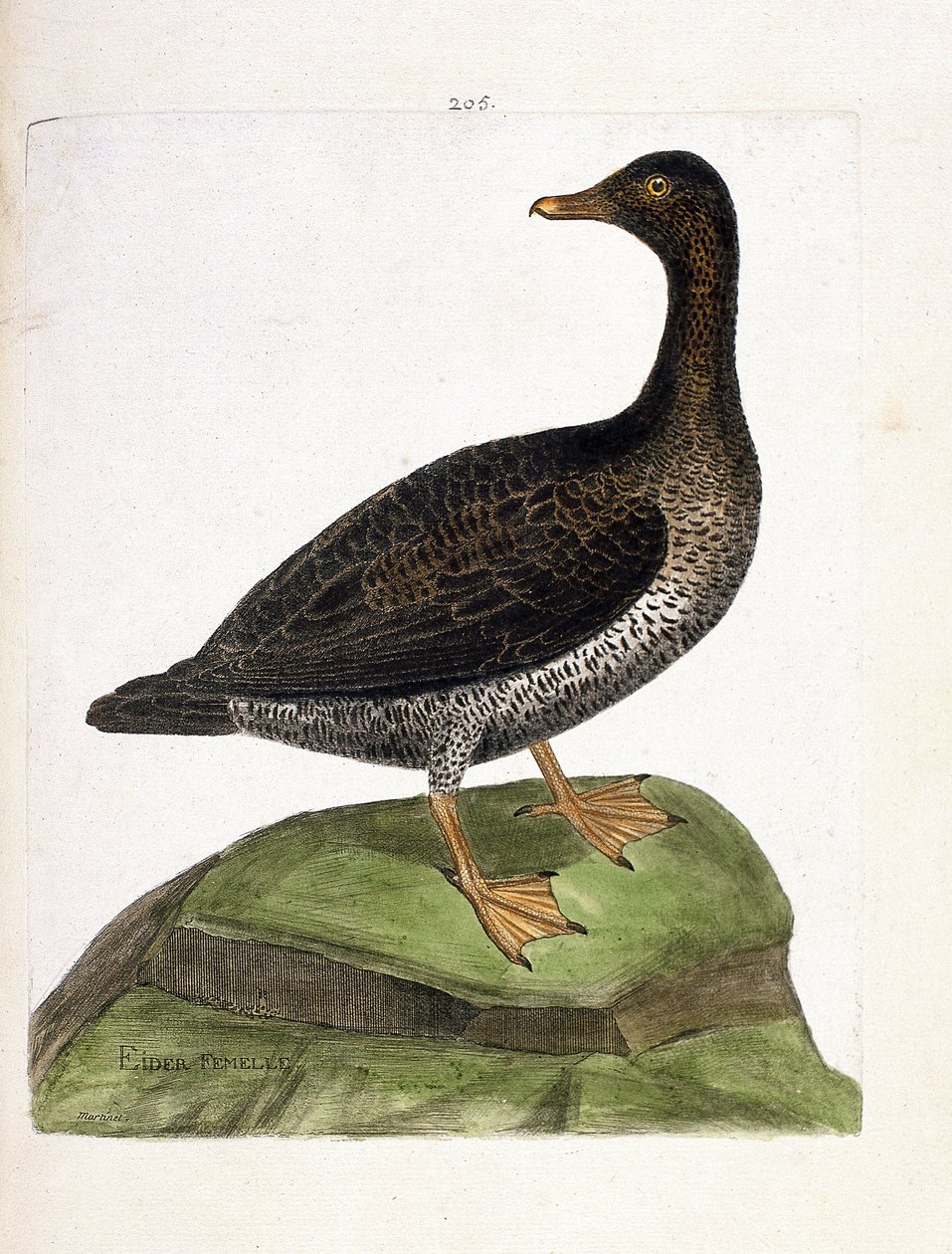 Állattani térkép (ornitológia): nőstény pehely (eider a down vagy somateria mollissima). Illusztráció: Francois Nicolas Martinet (1731-1800) „A madarak története, megjelenésük és érzékeny aspektusuk szerint”. Magángyűjtemény. alkotó: Francois Nicolas Martinet