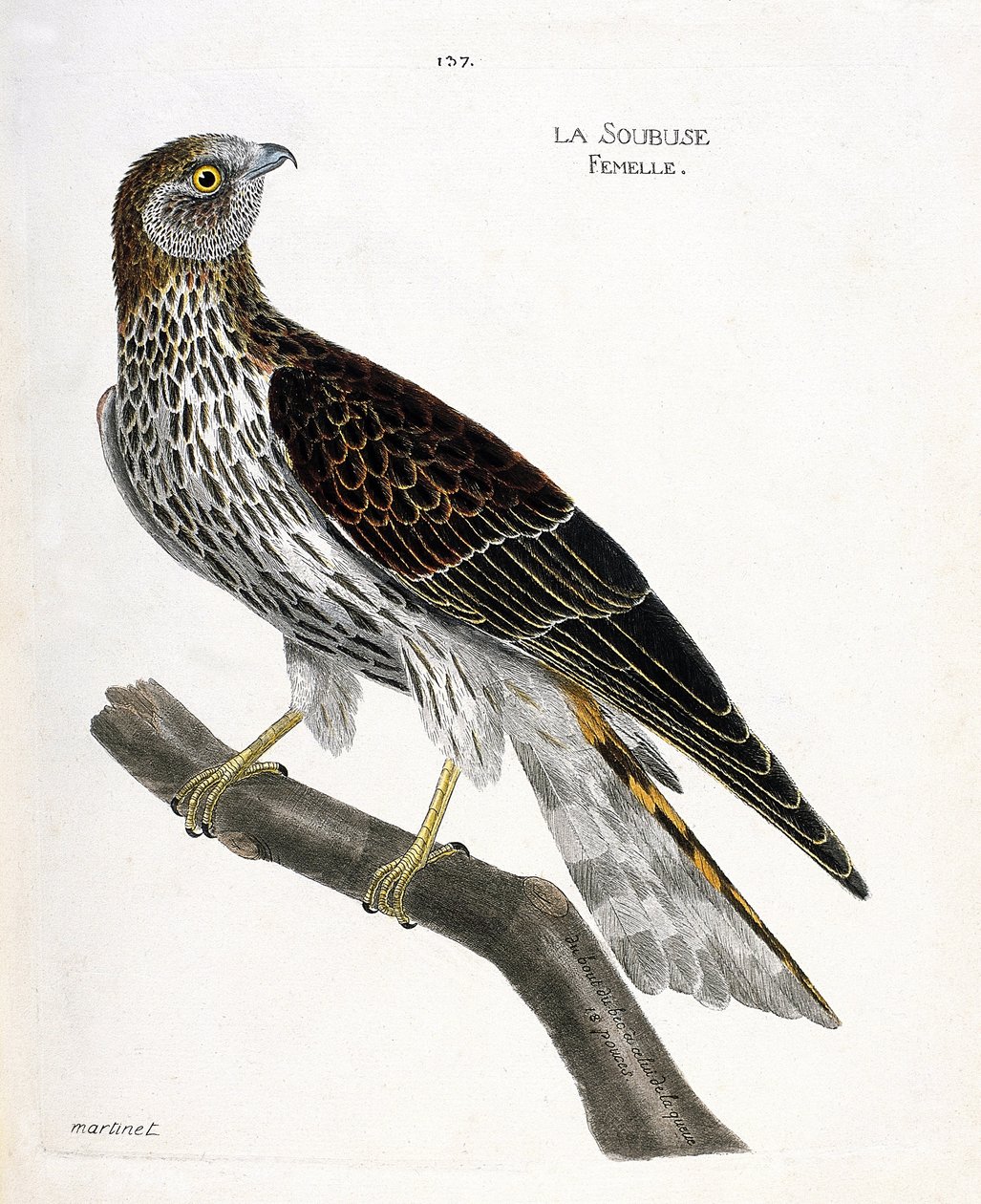 Állattani térkép (ornitológia): nőstény soubuse (busard saint martin vagy circus cyaneus) egy ágon. Illusztráció: Francois Nicolas Martinet (1731-1800) „A madarak története, megjelenésük és érzékeny aspektusuk szerint”. Magángyűjtemény. alkotó: Francois Nicolas Martinet