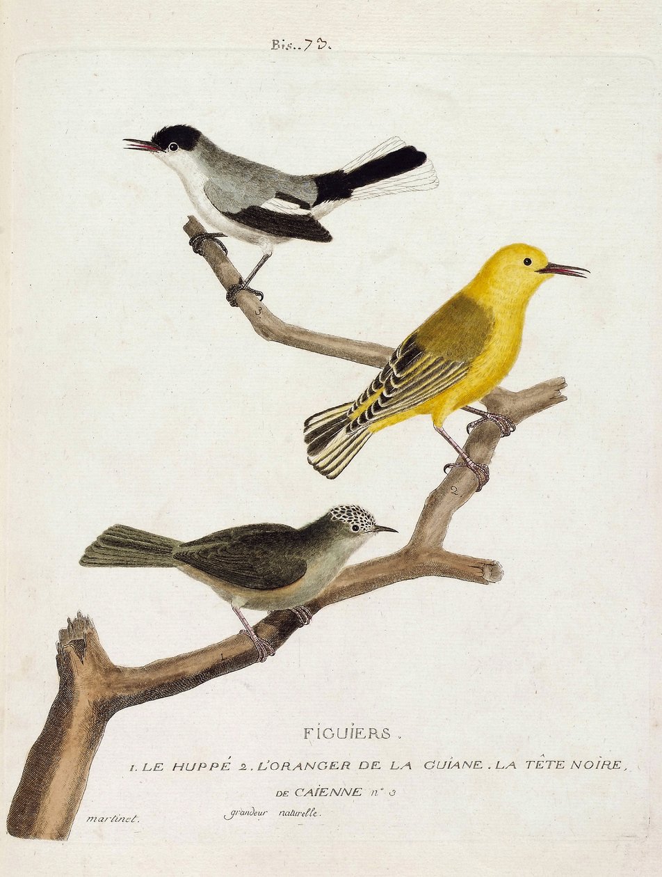 Állattani térkép (ornitológia): fügefák. Alulról felfelé: a pacsirta (california gobemoucheron vagy polioptila california), a guian narancsa (narancsos poszáta vagy protonotaria citrea) és a Caienne fekete feje (trópusi gobemoucheron vagy poliopt) alkotó: Francois Nicolas Martinet