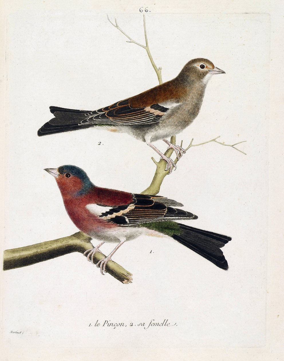 Állattani térkép (ornitológia): alulról felfelé: A csipet és a nőstény (fa pinson vagy fringilla coelebs) egy ágon. Illusztráció: Francois Nicolas Martinet (1731-180) „A madarak története, megjelenésük és érzékeny aspektusuk szerint” alkotó: Francois Nicolas Martinet