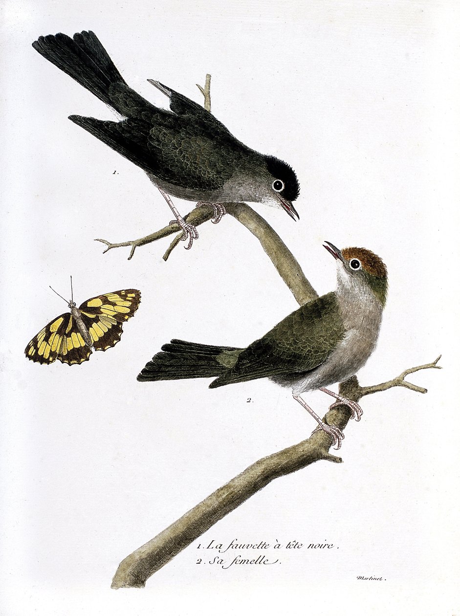 Állattani térkép (ornitológia): felülről lefelé: a fekete sólyom és nősténye (Sylvia atricapilla) egy ágon. Illusztráció: Francois Nicolas Martinet (1731-1800) „A madarak története, megjelenésük és érzékeny aspektusuk szerint”. P alkotó: Francois Nicolas Martinet