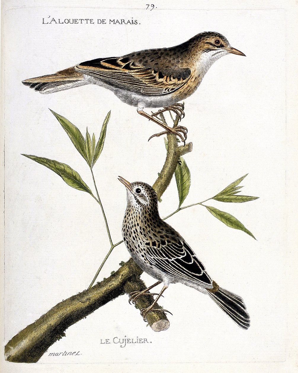 Állattani térkép (ornitológia): felülről lefelé: a mocsári pacsirta (pipit rousseline vagy anthus campestris) és a cujelier (pipit farlouse vagy anthus pratensis) egy ágon. Illusztráció: „A madarak története, megjelenésükben és érzékenységükben alkotó: Francois Nicolas Martinet