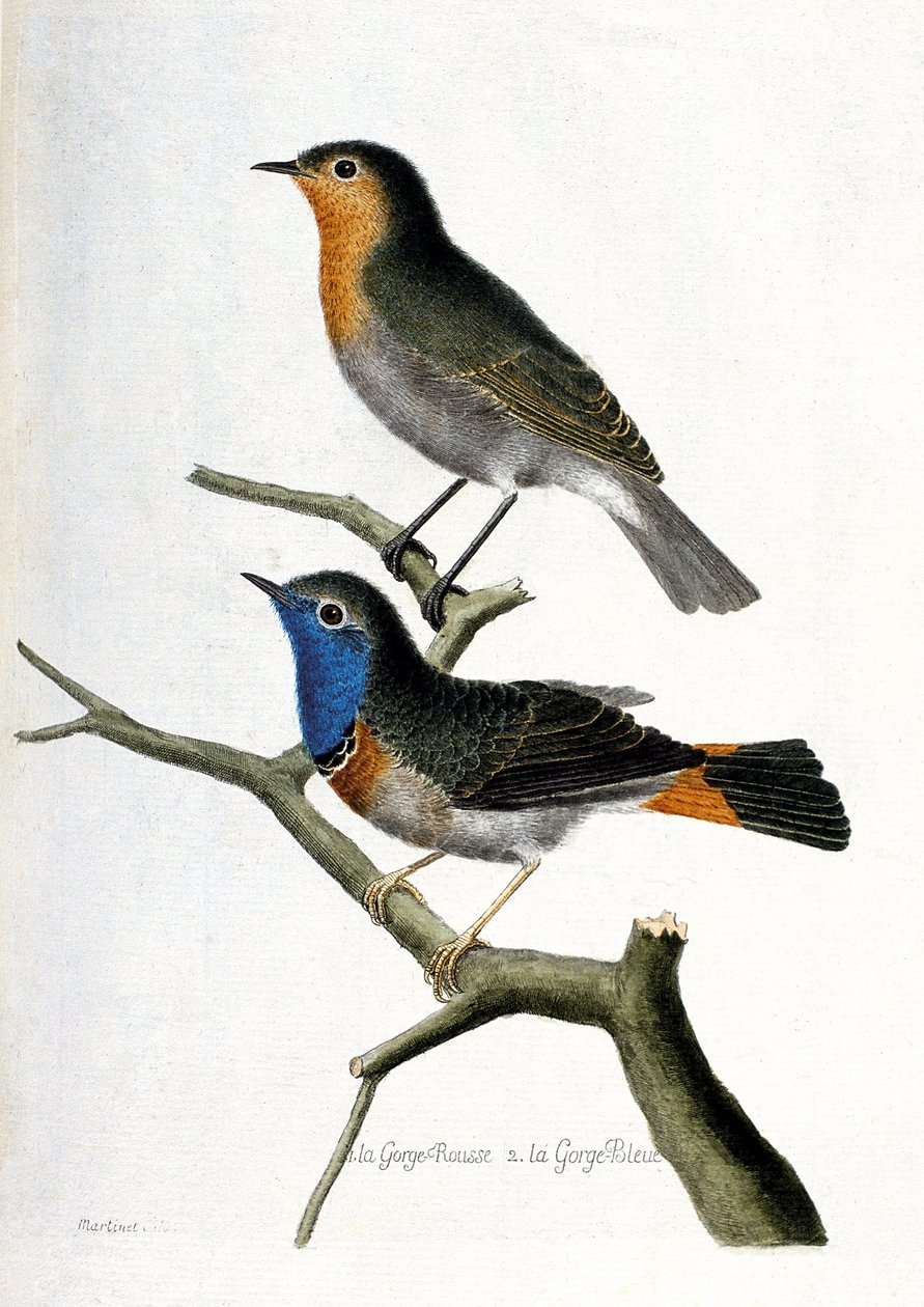 Állattani térkép (ornitológia): felülről lefelé: egy ágon a vörös torok (vörös torok vagy vörös torok vagy erithacus rubecula) és a kék torok (kék torok vagy luscinia svecica). Illusztráció a „A madarak története, megjelenésükre és alkotó: Francois Nicolas Martinet
