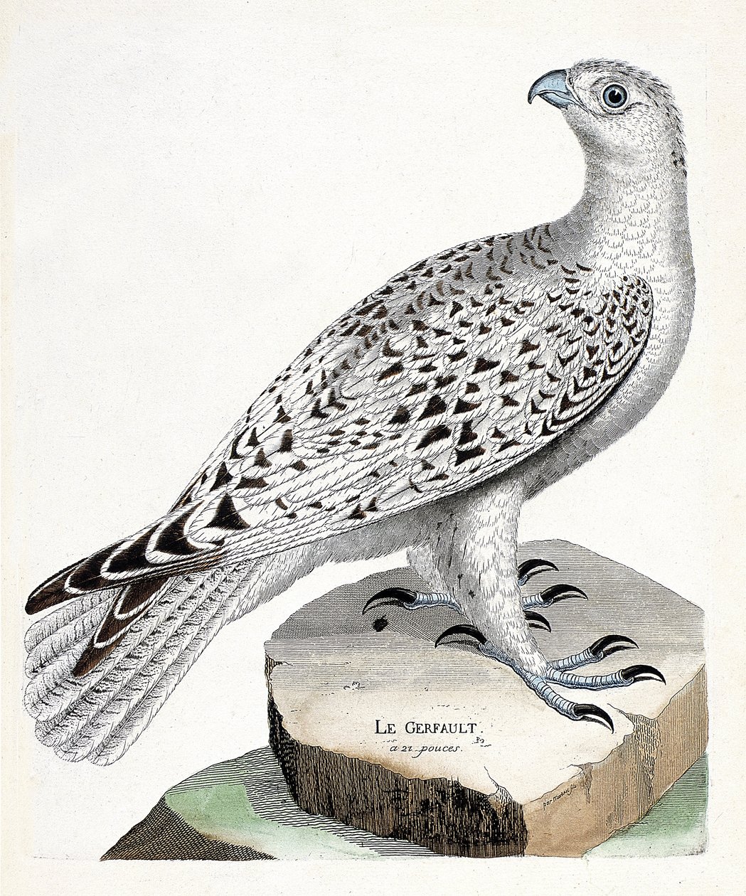 Állattani térkép (ornitológia): gerfault (gerfaut falcon vagy falco rusticolus). Illusztráció: Francois Nicolas Martinet (1731-1800) „A madarak története, megjelenésük és érzékeny aspektusuk szerint”. Magángyűjtemény. alkotó: Francois Nicolas Martinet
