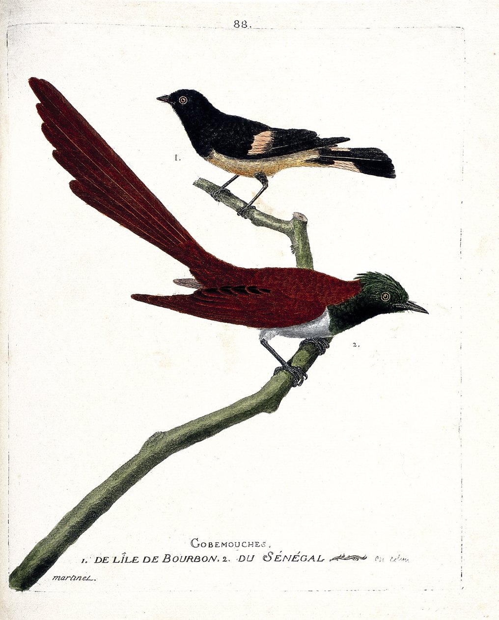 Állattani térkép (ornitológia): a bourbon szigetéről (Shama de Madagascar vagy copsychus albospecularis) származó légy (gobemouche) és Szenegálból származó légy (tchitrec de paradis vagy terpsiphone paradisii). Illusztráció a „A madarak története, festett  alkotó: Francois Nicolas Martinet