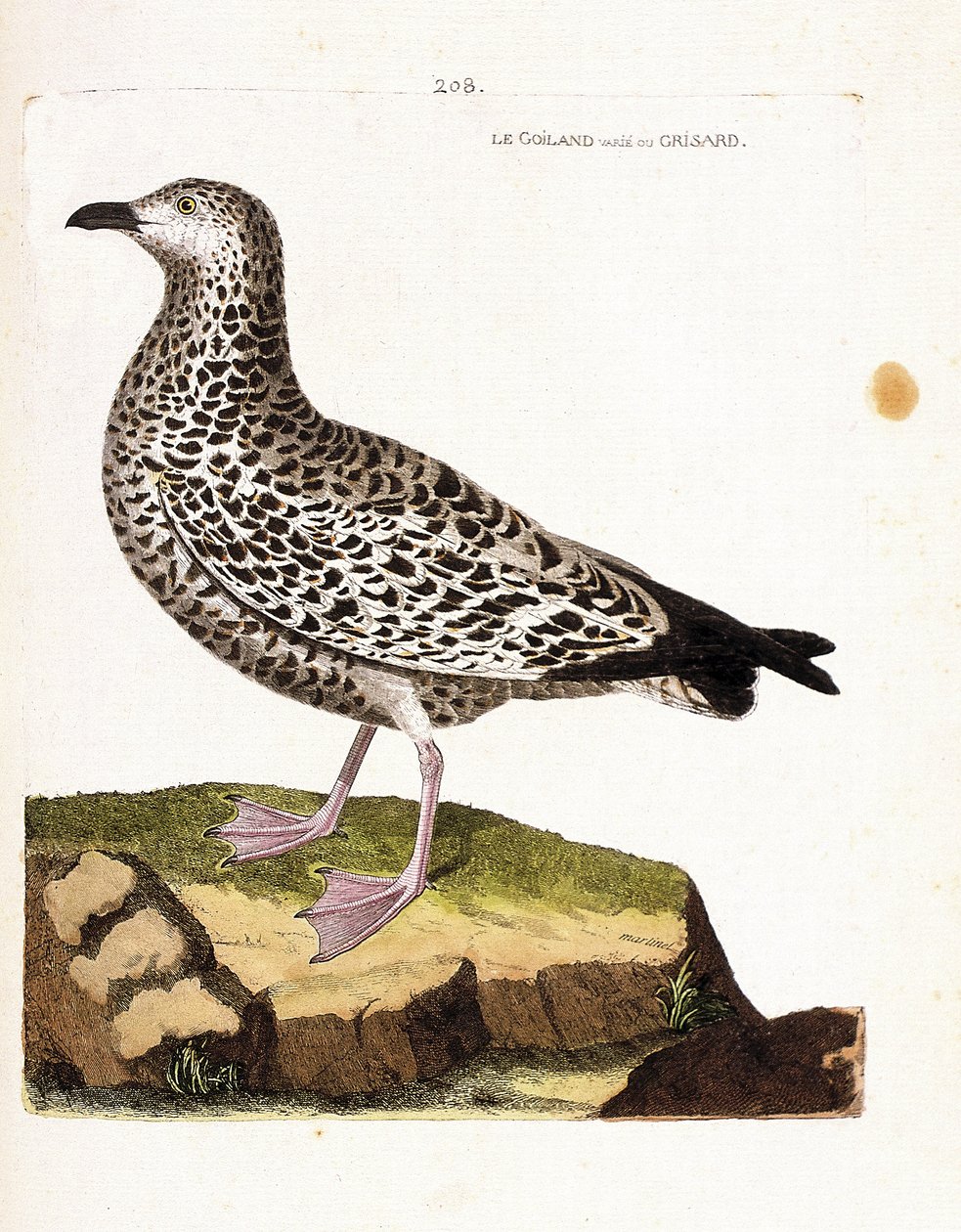 Állattani térkép (ornitológia): goiland változó vagy grisard (goeland vagy larus sp). Illusztráció: Francois Nicolas Martinet (1731-1800) „A madarak története, megjelenésük és érzékeny aspektusuk szerint”. Magángyűjtemény. alkotó: Francois Nicolas Martinet