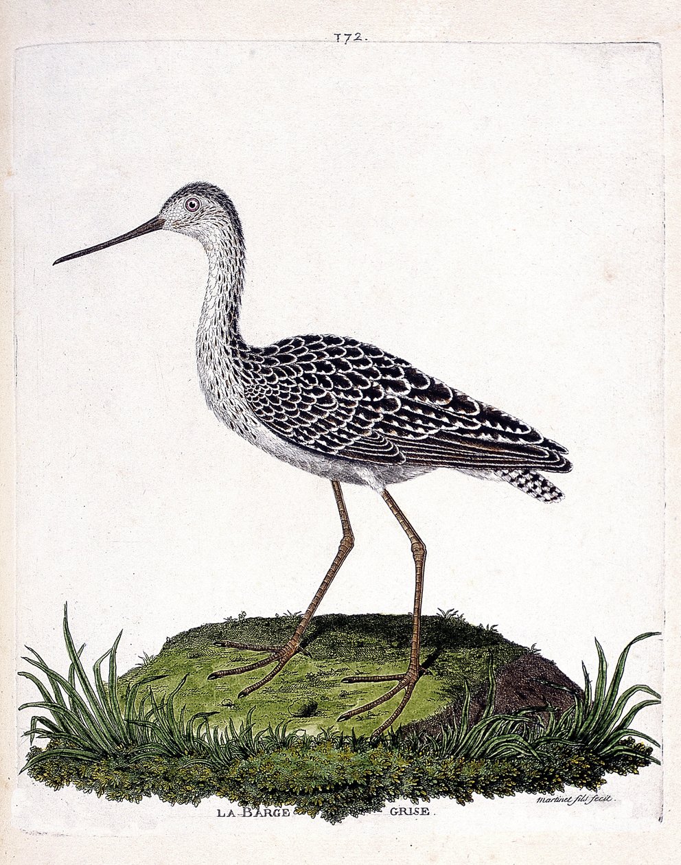 Állattani térkép (ornitológia): szürke bárka (vörös uszály vagy limosa lapponica). Illusztráció: Francois Nicolas Martinet (1731-1800) „A madarak története, megjelenésük és érzékeny aspektusuk szerint”. Magángyűjtemény. alkotó: Francois Nicolas Martinet