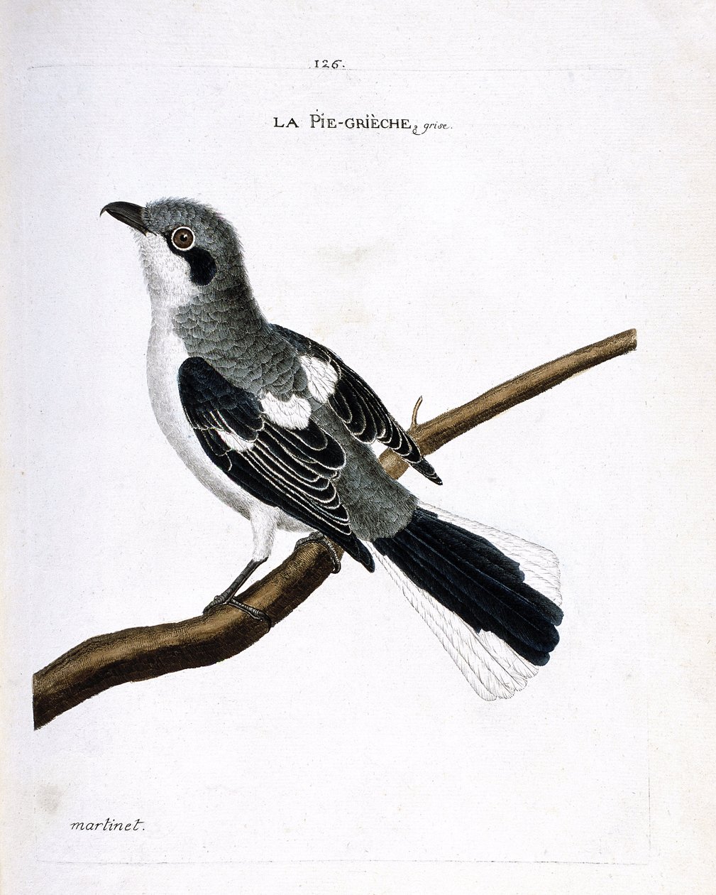 Állattani térkép (ornitológia): szürke grieche (grey grieche vagy lanius excubitor) egy ágon. Illusztráció: Francois Nicolas Martinet (1731-1800) „A madarak története, megjelenésük és érzékeny aspektusuk szerint”. Magángyűjtemény. alkotó: Francois Nicolas Martinet