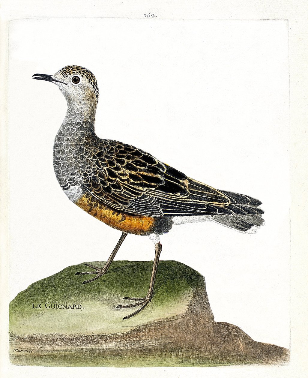Állattani térkép (ornitológia): guignard (guignard plover vagy eudromias morinellus). Illusztráció: Francois Nicolas Martinet (1731-1800) „A madarak története, megjelenésük és érzékeny aspektusuk szerint”. Magángyűjtemény. alkotó: Francois Nicolas Martinet
