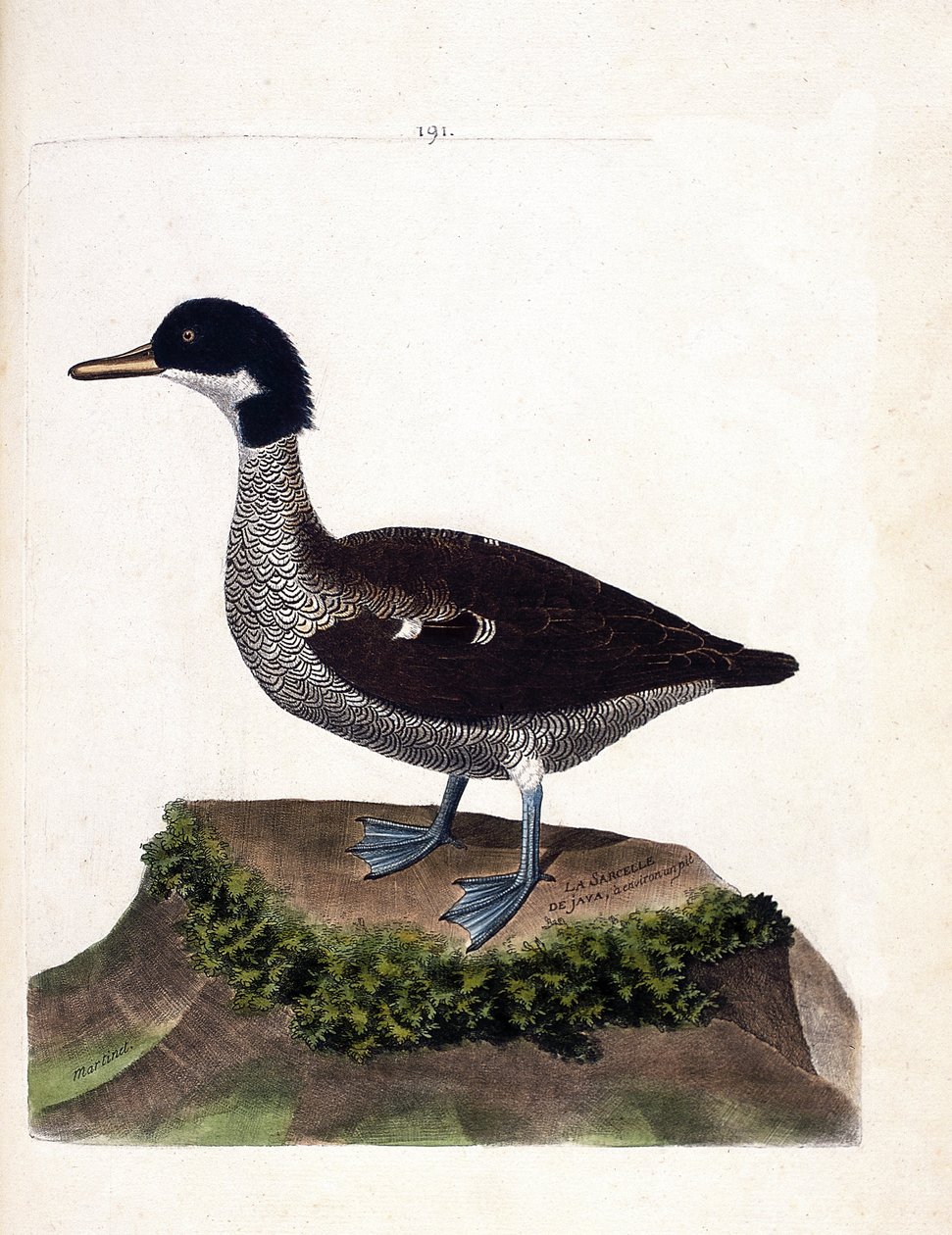 Állattani térkép (ornitológia): java kékeszöld (szürke kékeszöld vagy anas gibberifrons). Illusztráció: Francois Nicolas Martinet (1731-1800) „A madarak története, megjelenésük és érzékeny aspektusuk szerint”. Magángyűjtemény. alkotó: Francois Nicolas Martinet