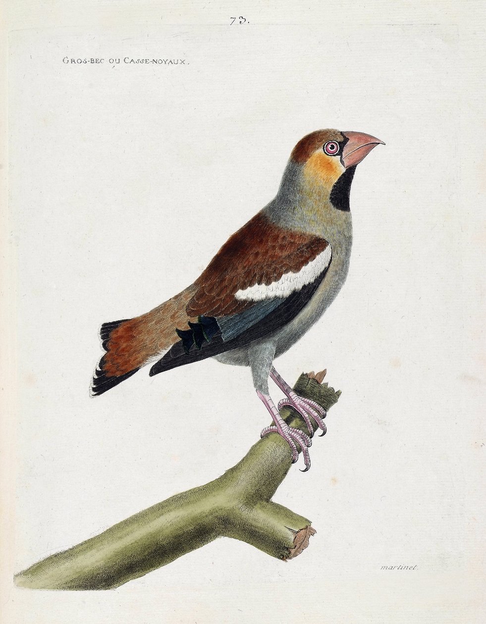 Állattani térkép (ornitológia): nagy csőr (grosbeak) vagy magok (coccauthrausts) egy ágon. Illusztráció: Francois Nicolas Martinet (1731-1800) „A madarak története, megjelenésük és érzékeny aspektusuk szerint”. Magángyűjtemény. alkotó: Francois Nicolas Martinet