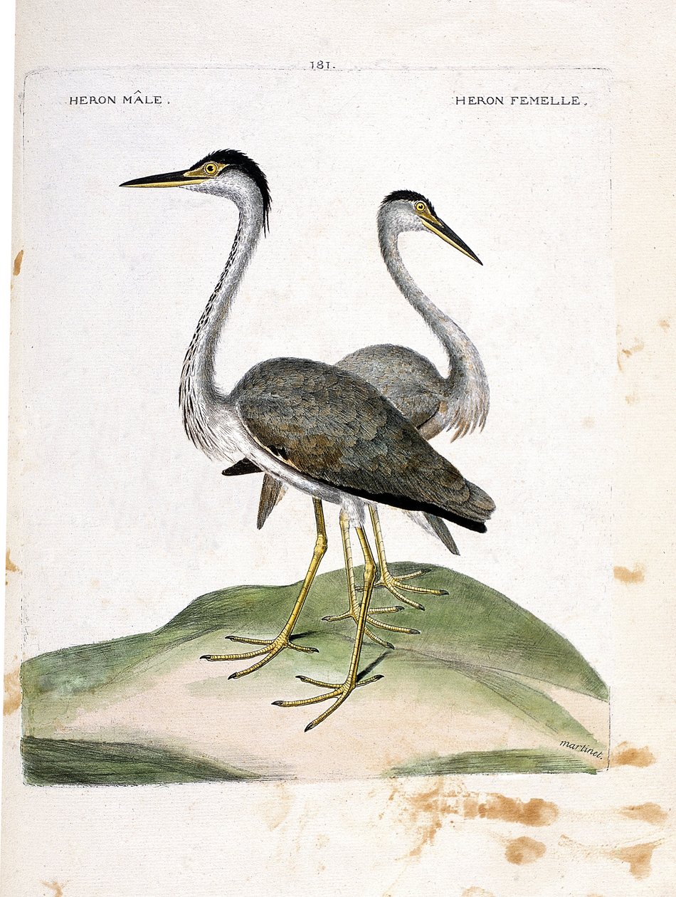 Állattani térkép (ornitológia): hím és nőstény gém (gémhamu vagy ardea cinerea). Illusztráció: Francois Nicolas Martinet (1731-1800) „A madarak története, megjelenésük és érzékeny aspektusuk szerint”. Magángyűjtemény. alkotó: Francois Nicolas Martinet