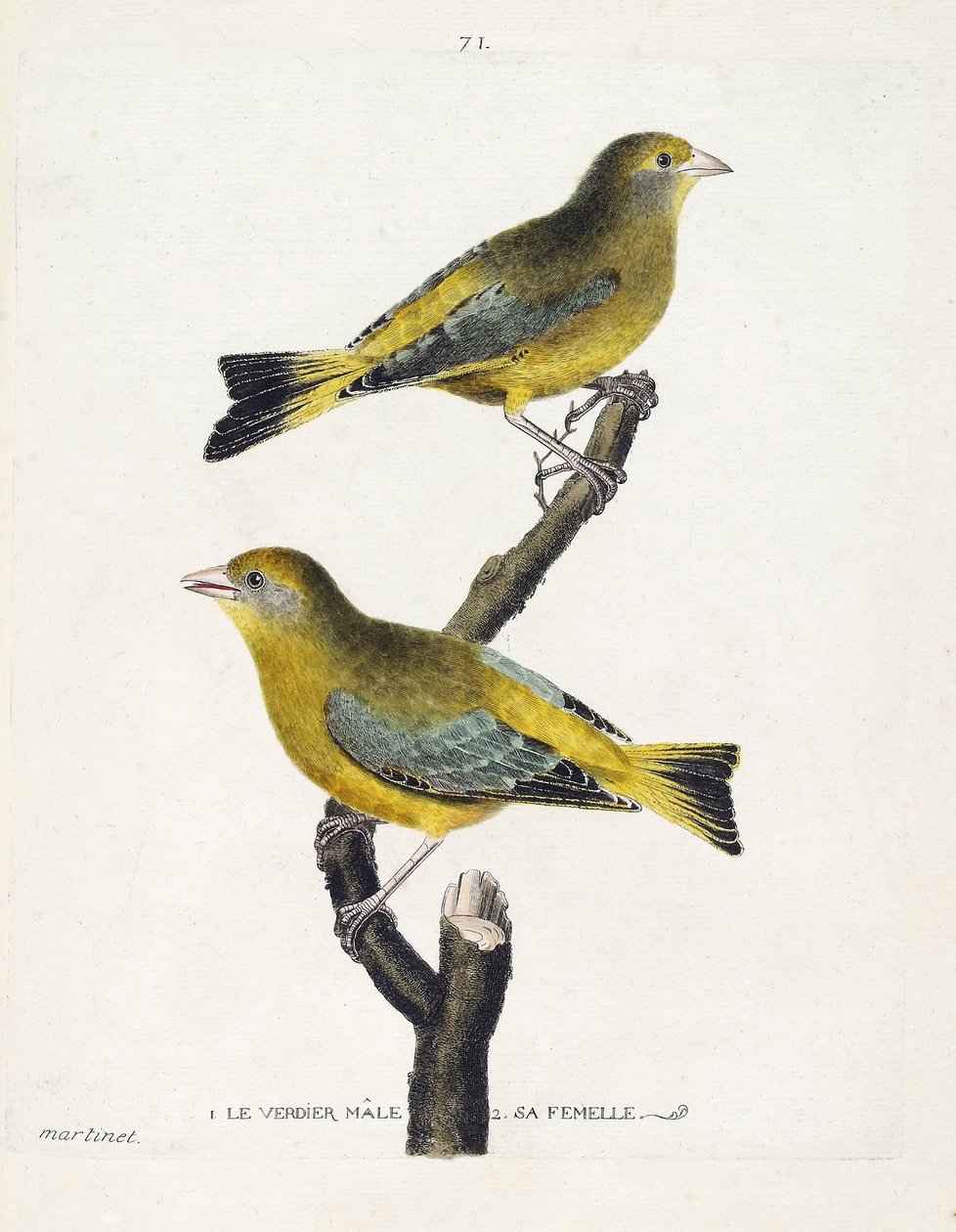 Állattani térkép (ornitológia): hím és nőstény verdier (európai verdier vagy carduelis chloris) egy ágon. Illusztráció: Francois Nicolas Martinet (1731-1800) „A madarak története, megjelenésük és érzékeny aspektusuk szerint”. Privát koll alkotó: Francois Nicolas Martinet