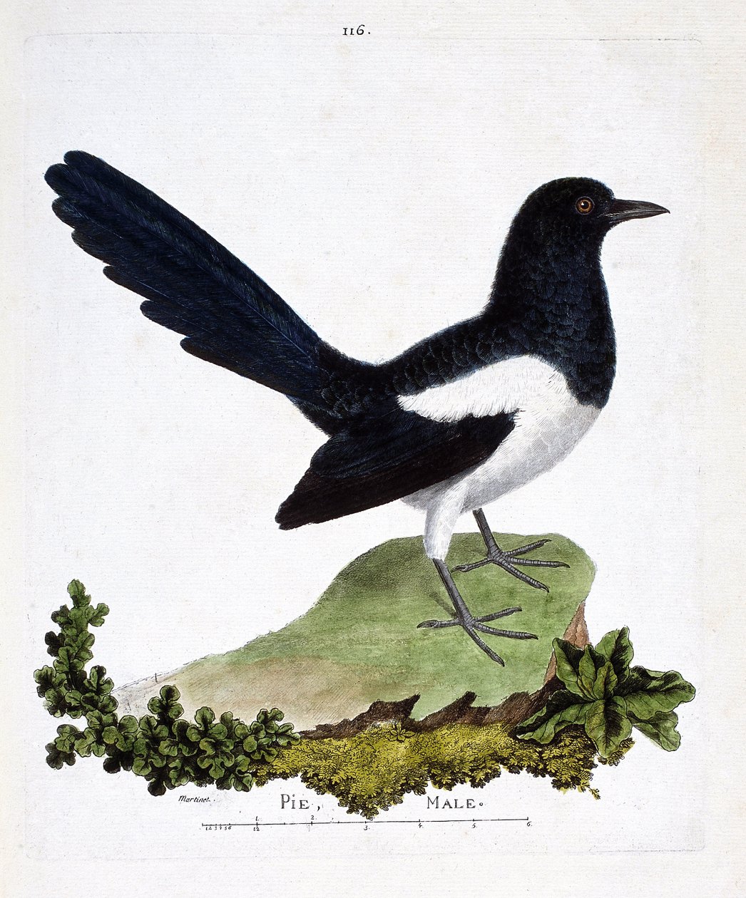 Állattani térkép (ornitológia): hím szarka vagy beszédes lepény (pica pica). Illusztráció: Francois Nicolas Martinet (1731-1800) „A madarak története, megjelenésük és érzékeny aspektusuk szerint”. Magángyűjtemény. alkotó: Francois Nicolas Martinet