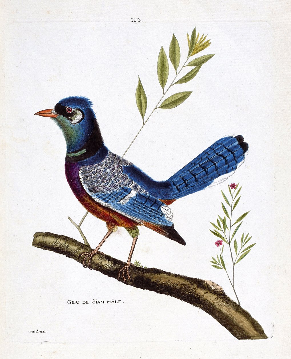Állattani térkép (ornitológia): hím sziám szajkó (kék szajkó vagy cyanocitta cristata) egy ágon. Illusztráció: Francois Nicolas Martinet (1731-1800) „A madarak története, megjelenésük és érzékeny aspektusuk szerint”. Magángyűjtemény. alkotó: Francois Nicolas Martinet