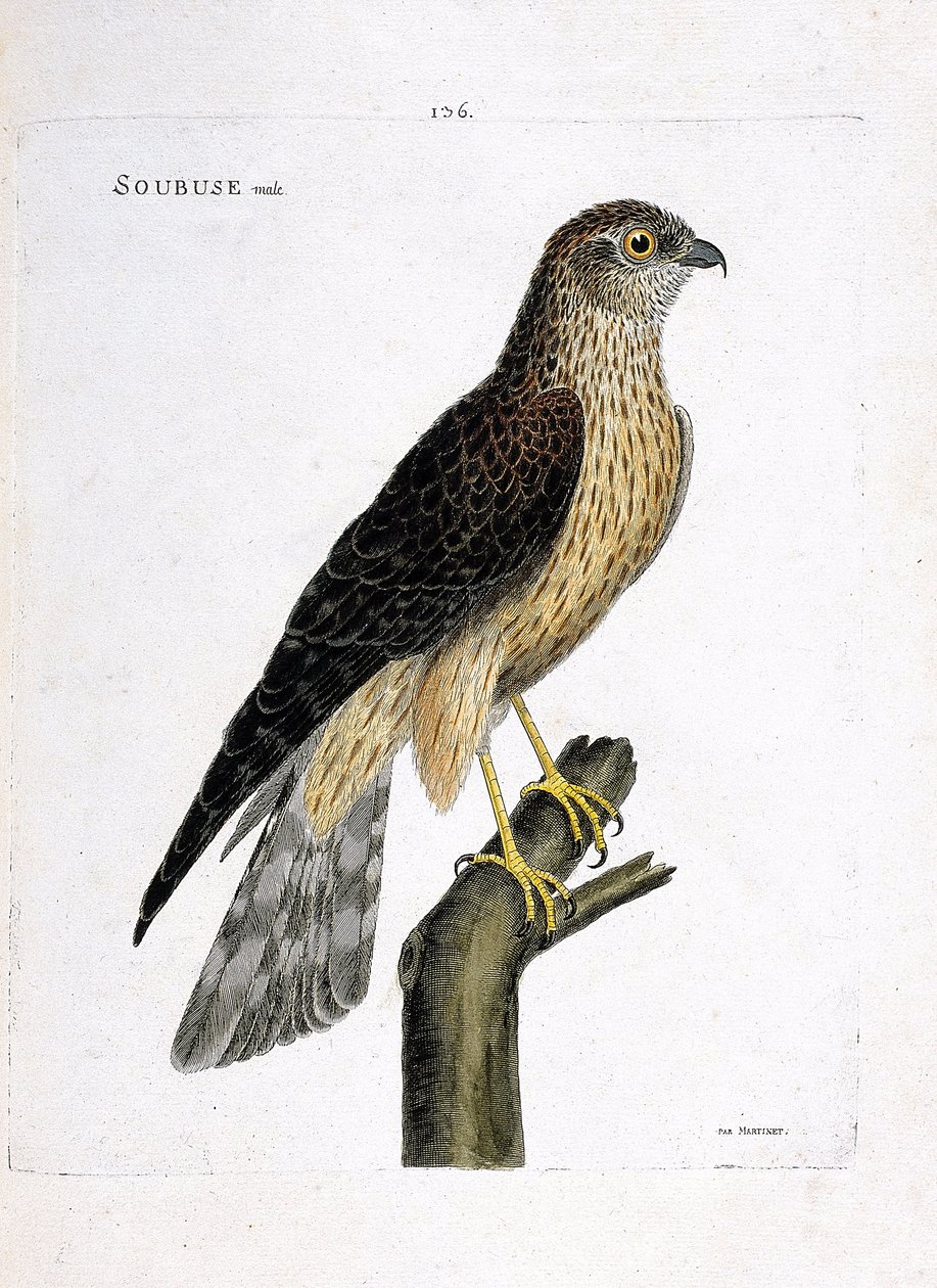 Állattani térkép (ornitológia): hím soubuse (busard saint martin vagy circus cyaneus) egy ágon. Illusztráció: Francois Nicolas Martinet (1731-1800) „A madarak története, megjelenésük és érzékeny aspektusuk szerint”. Magángyűjtemény. alkotó: Francois Nicolas Martinet