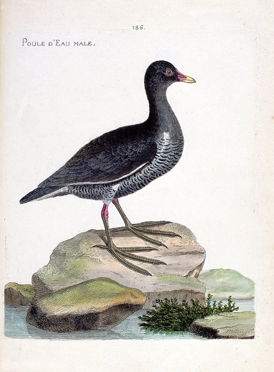Állattani térkép (ornitológia): hím vízi tyúk (vízi tyúk vagy gallinula chloropus). Illusztráció: Francois Nicolas Martinet (1731-1800) „A madarak története, megjelenésük és érzékeny aspektusuk szerint”. Magángyűjtemény. alkotó: Francois Nicolas Martinet