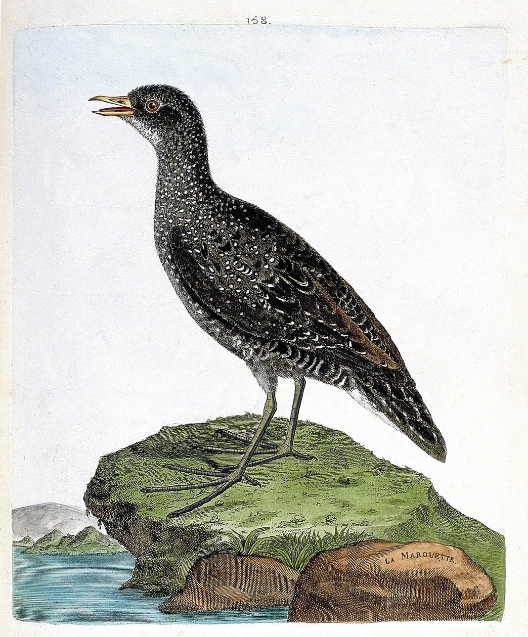 Állattani térkép (ornitológia): marouette (spot marouette vagy porzana porzana). Illusztráció: Francois Nicolas Martinet (1731-1800) „A madarak története, megjelenésük és érzékeny aspektusuk szerint”. Magángyűjtemény. alkotó: Francois Nicolas Martinet