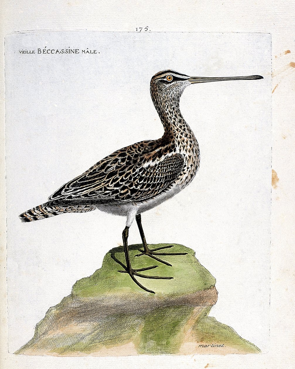 Állattani térkép (ornitológia): öreg hím bekaszinó (mocsári bekaszin vagy gallinago gallinago). Illusztráció: Francois Nicolas Martinet (1731-1800) „A madarak története, megjelenésük és érzékeny aspektusuk szerint”. Magángyűjtemény. alkotó: Francois Nicolas Martinet