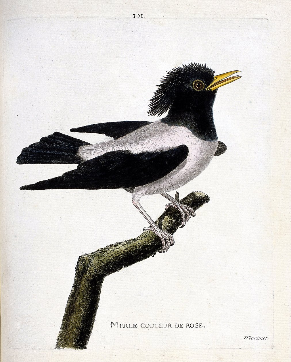 Állattani térkép (ornitológia): rózsaszín feketerigó (vöröses seregély vagy sturnus roseus) egy ágon. Illusztráció: Francois Nicolas Martinet (1731-1800) „A madarak története, megjelenésük és érzékeny aspektusuk szerint”. Magángyűjtemény. alkotó: Francois Nicolas Martinet