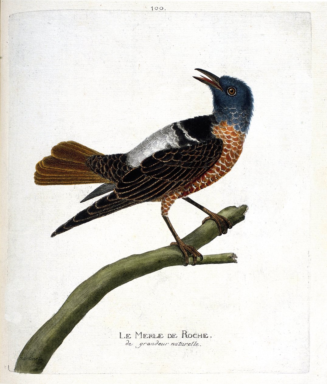 Állattani térkép (ornitológia): szikla feketerigó (szikla feketerigó vagy monticola saxatilis). Illusztráció: Francois Nicolas Martinet (1731-1800) „A madarak története, megjelenésük és érzékeny aspektusuk szerint”. Magángyűjtemény. alkotó: Francois Nicolas Martinet