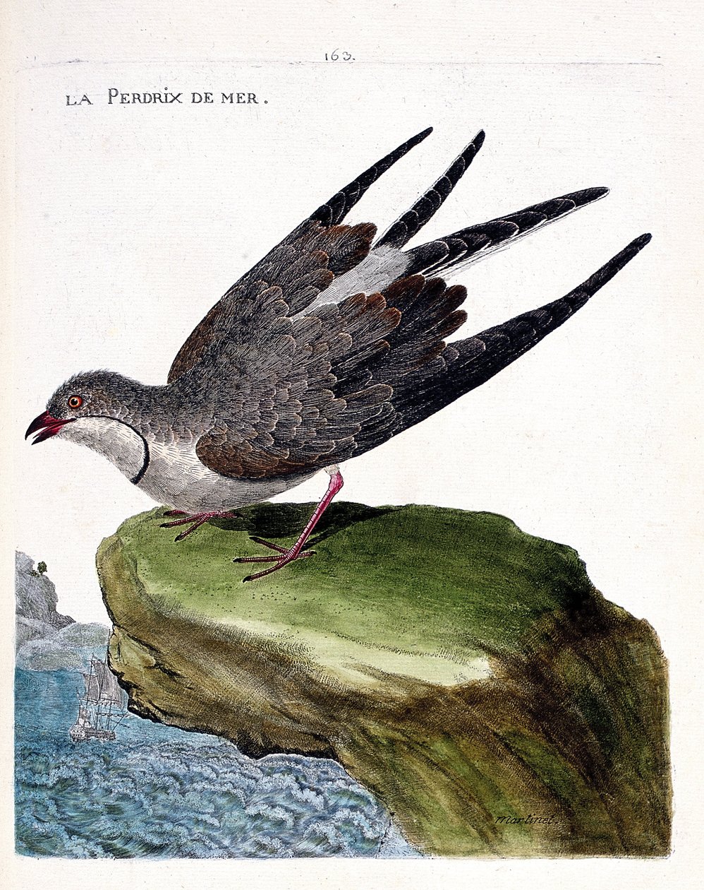 Állattani térkép (ornitológia): fogoly (glareole a nyaklánc vagy glareola pratincola). Illusztráció: Francois Nicolas Martinet (1731-1800) „A madarak története, megjelenésük és érzékeny aspektusuk szerint”. Magángyűjtemény. alkotó: Francois Nicolas Martinet