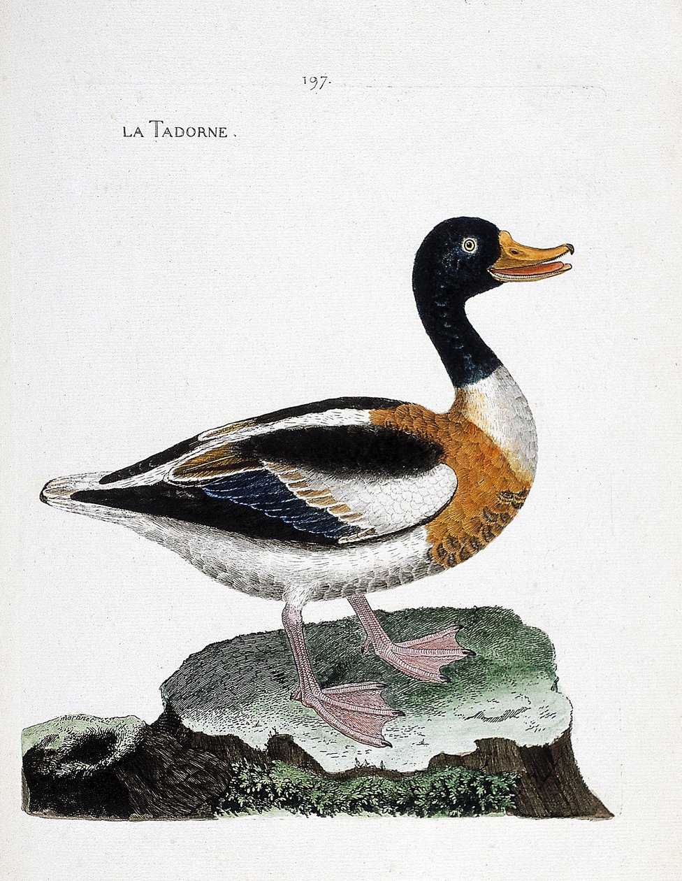 Állattani térkép (ornitológia): tadorne (tadorne de belon vagy tadorna tadorna). Illusztráció: Francois Nicolas Martinet (1731-1800) „A madarak története, megjelenésük és érzékeny aspektusuk szerint”. Magángyűjtemény. alkotó: Francois Nicolas Martinet