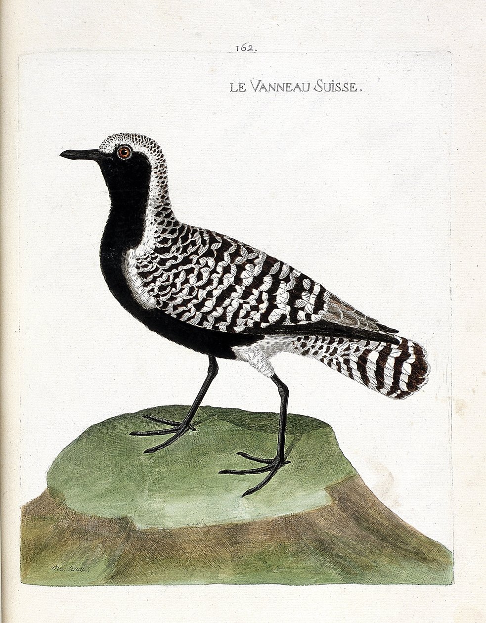 Állattani térkép (ornitológia): a svájci bárány (ezüst lile vagy pluvialis squatarola). Illusztráció: Francois Nicolas Martinet (1731-1800) „A madarak története, megjelenésük és érzékeny aspektusuk szerint”. Magángyűjtemény. alkotó: Francois Nicolas Martinet