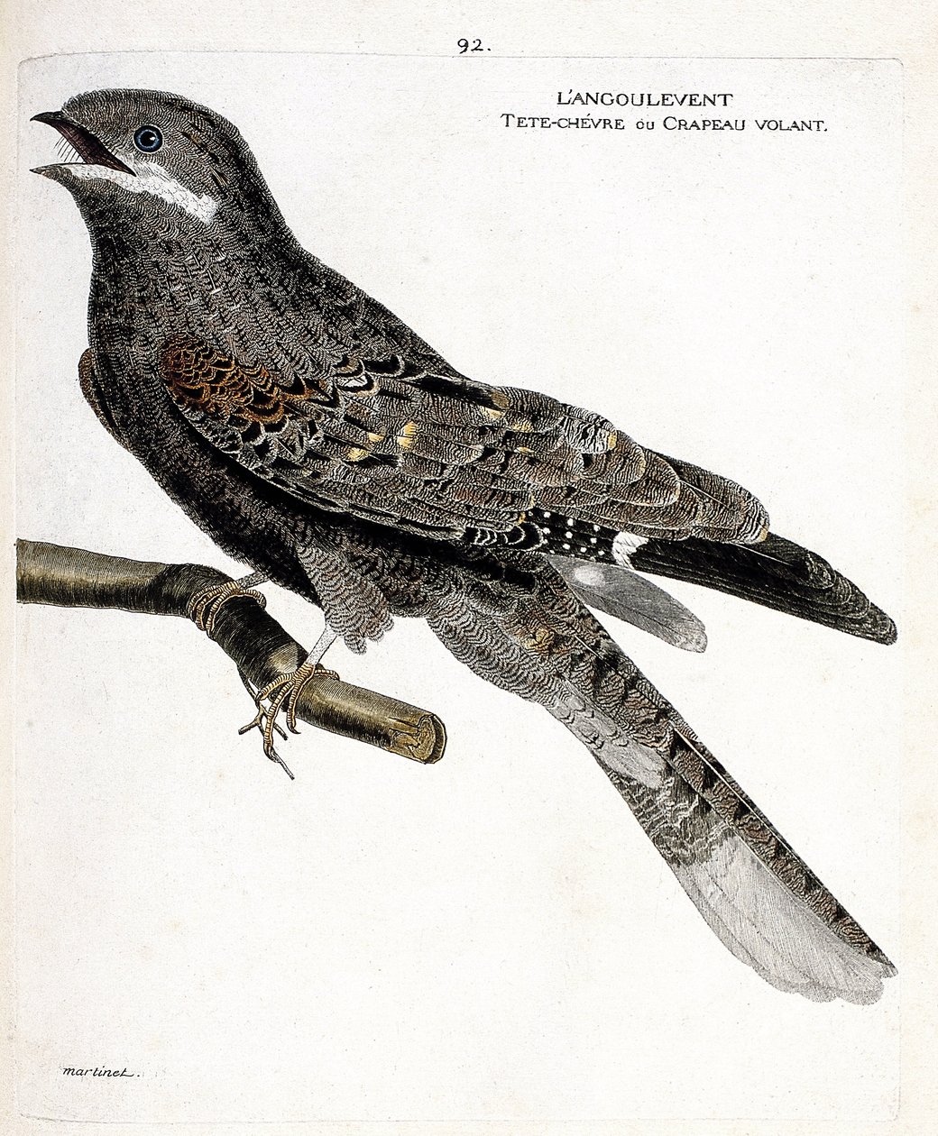 Állattani térkép (ornitológia): egy ágon a szögletes (European Nighthawg vagy caprimulgus europaeus). Illusztráció: Francois Nicolas Martinet (1731-1800) „A madarak története, megjelenésük és érzékeny aspektusuk szerint”. Magángyűjtemények alkotó: Francois Nicolas Martinet