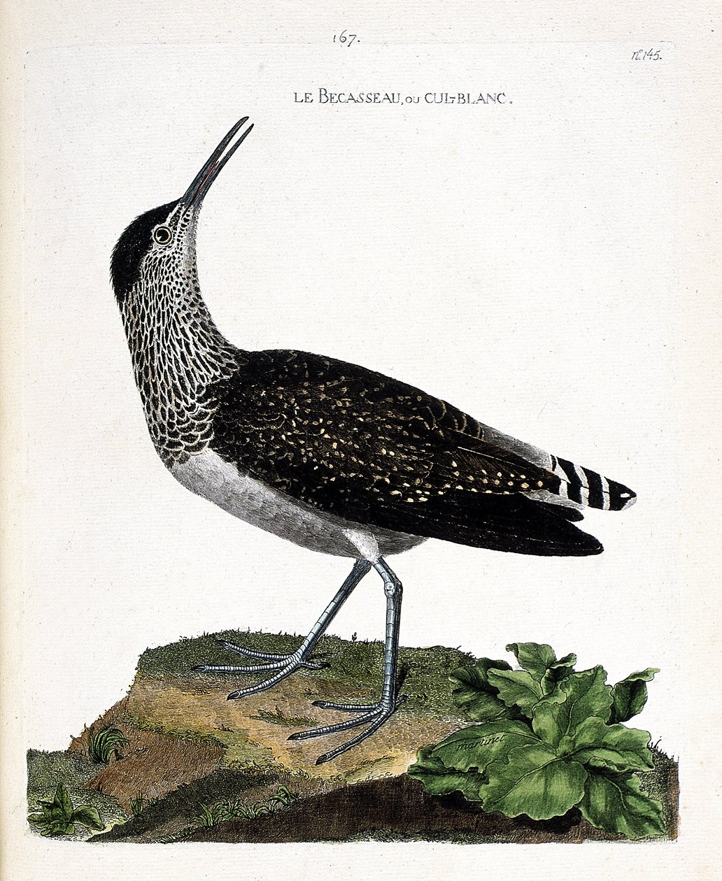 Állattani térkép (ornitológia): a csőr vagy cul-blanc (fehér csikk, culblanc lovag vagy Tringa ochropus). Illusztráció: Francois Nicolas Martinet (1731-1800) „A madarak története, megjelenésük és érzékeny aspektusuk szerint”. Magángyűjtemény alkotó: Francois Nicolas Martinet