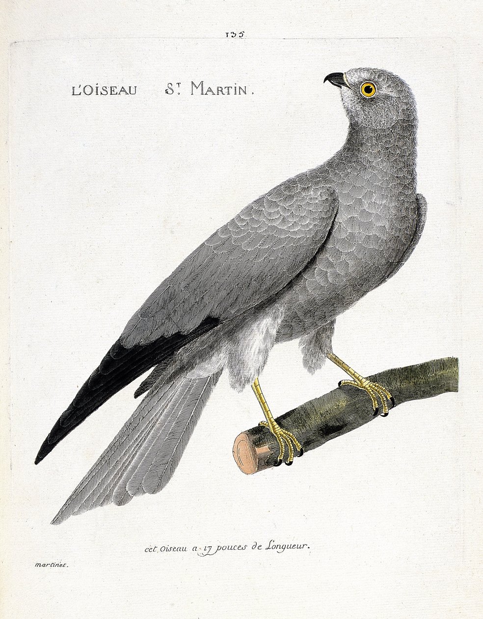 Állattani térkép (ornitológia): a madár saint martin (busard saint martin vagy cirkuszi cyaneus) egy ágon. Illusztráció: Francois Nicolas Martinet (1731-1800) „A madarak története, megjelenésük és érzékeny aspektusuk szerint”. Magángyűjtemény alkotó: Francois Nicolas Martinet