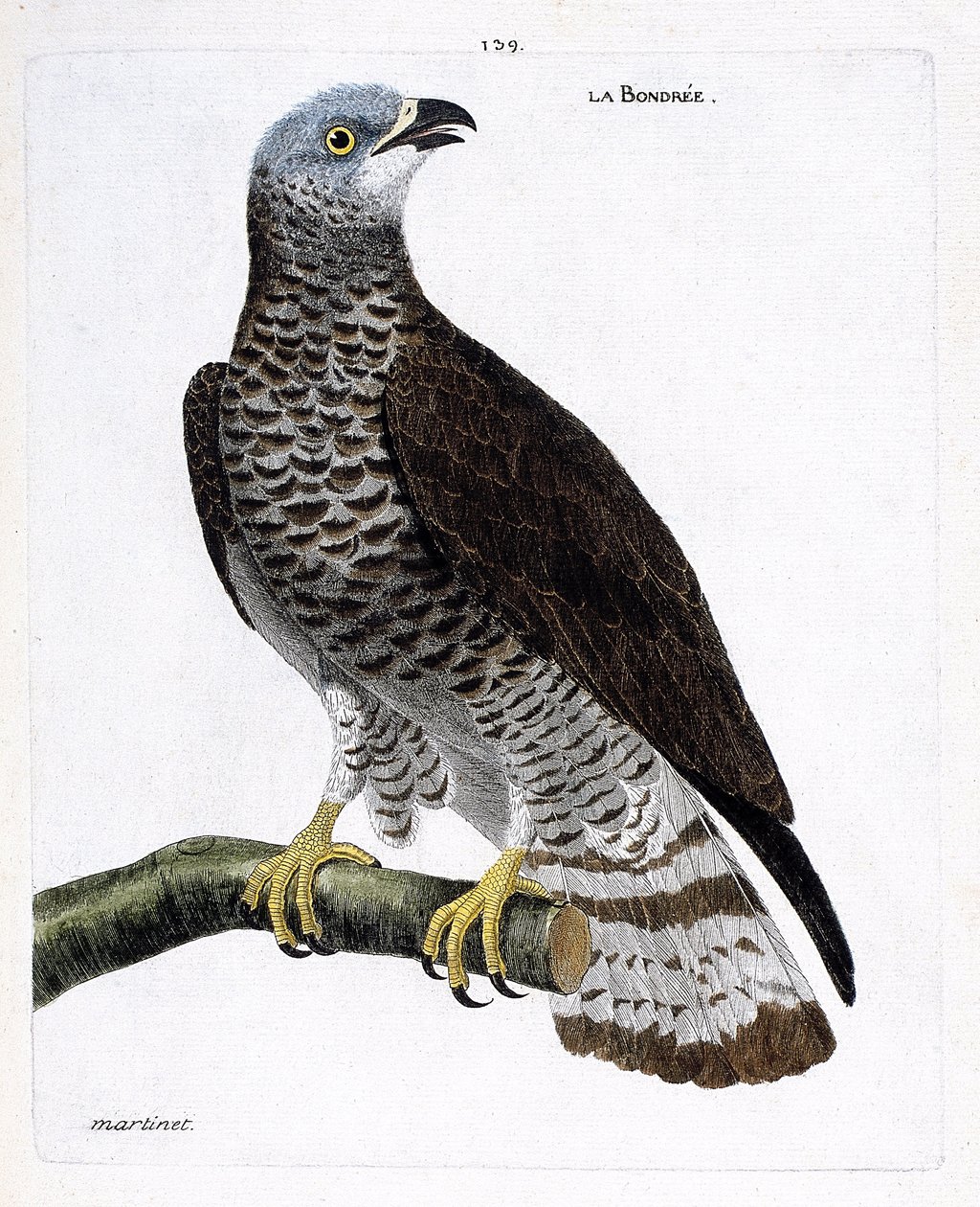 Állattani térkép (ornitológia): az ágon lévő kötőfa (kapore bondree vagy pernis apivorus). Illusztráció: Francois Nicolas Martinet (1731-1800) „A madarak története, megjelenésük és érzékeny aspektusuk szerint”. Magángyűjtemény. alkotó: Francois Nicolas Martinet