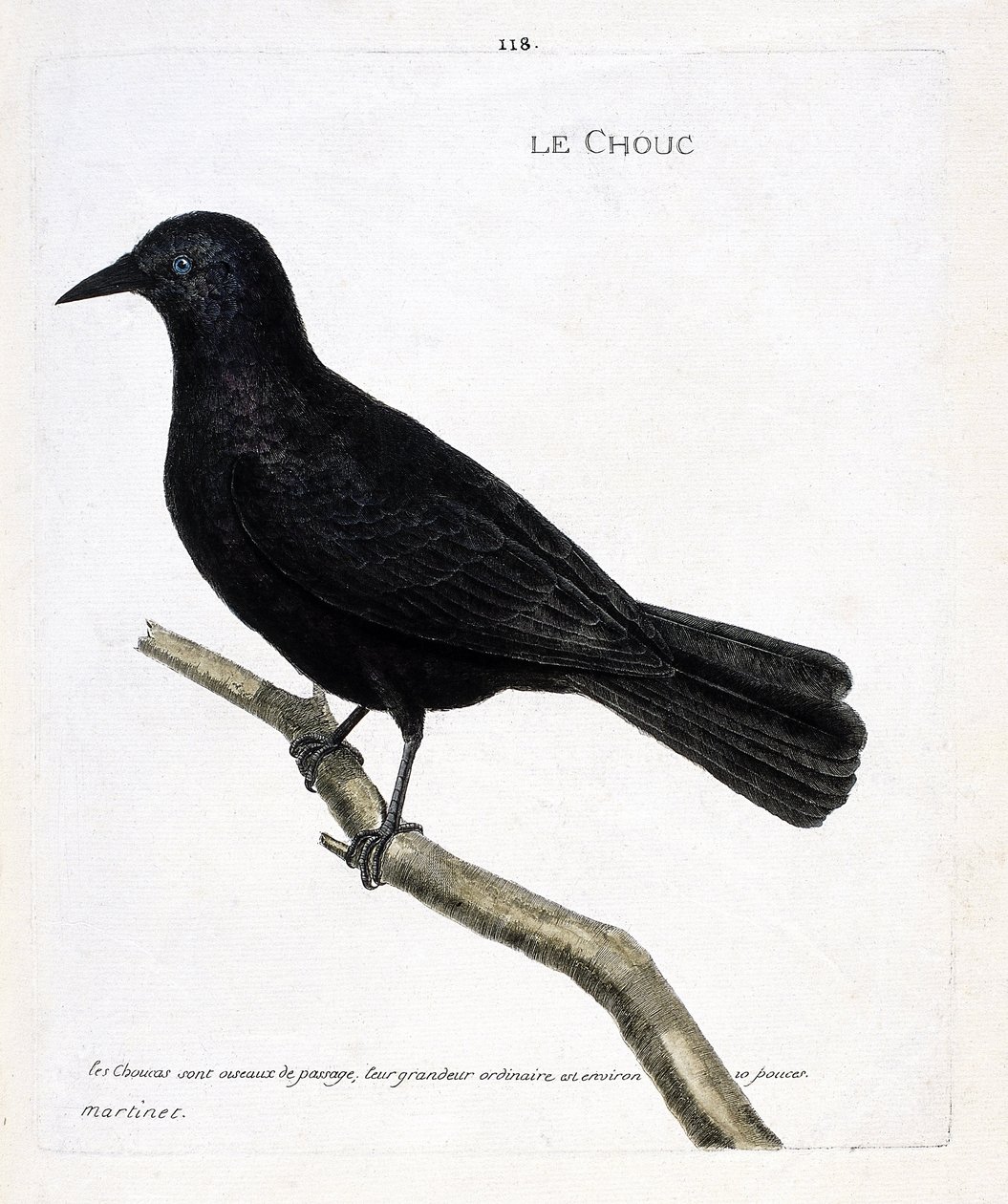 Állattani térkép (ornitológia): a káposzta (tornyok káposztája vagy corvus monedula) egy ágon. Illusztráció: Francois Nicolas Martinet (1731-1800) „A madarak története, megjelenésük és érzékeny aspektusuk szerint”. Magángyűjtemény. alkotó: Francois Nicolas Martinet