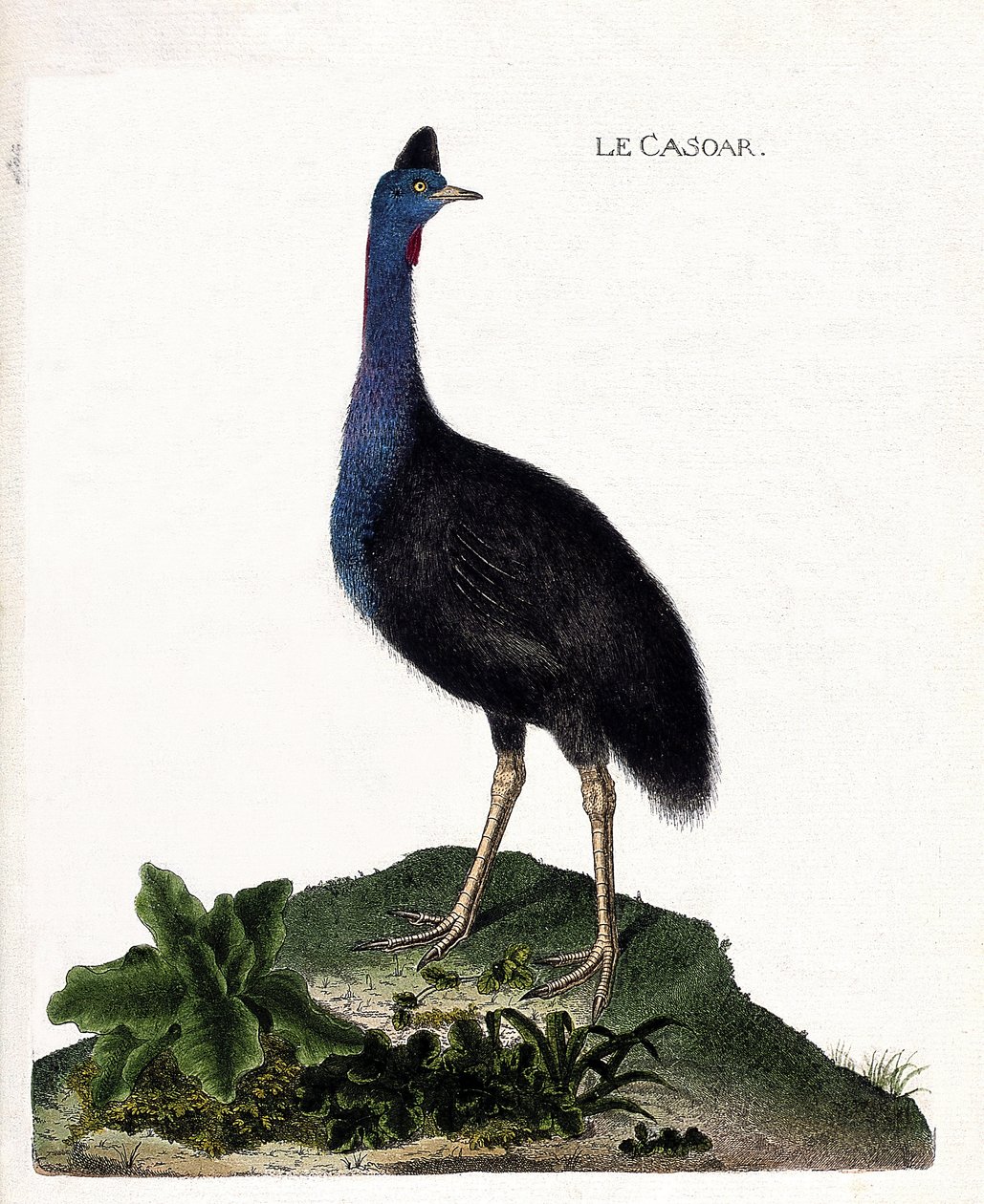 Állattani térkép (ornitológia): a casoar (casoar a sisak vagy cassuarius cassuarius). Illusztráció: Francois Nicolas Martinet (1731-1800) „A madarak története, megjelenésük és érzékeny aspektusuk szerint”. Magángyűjtemény. alkotó: Francois Nicolas Martinet