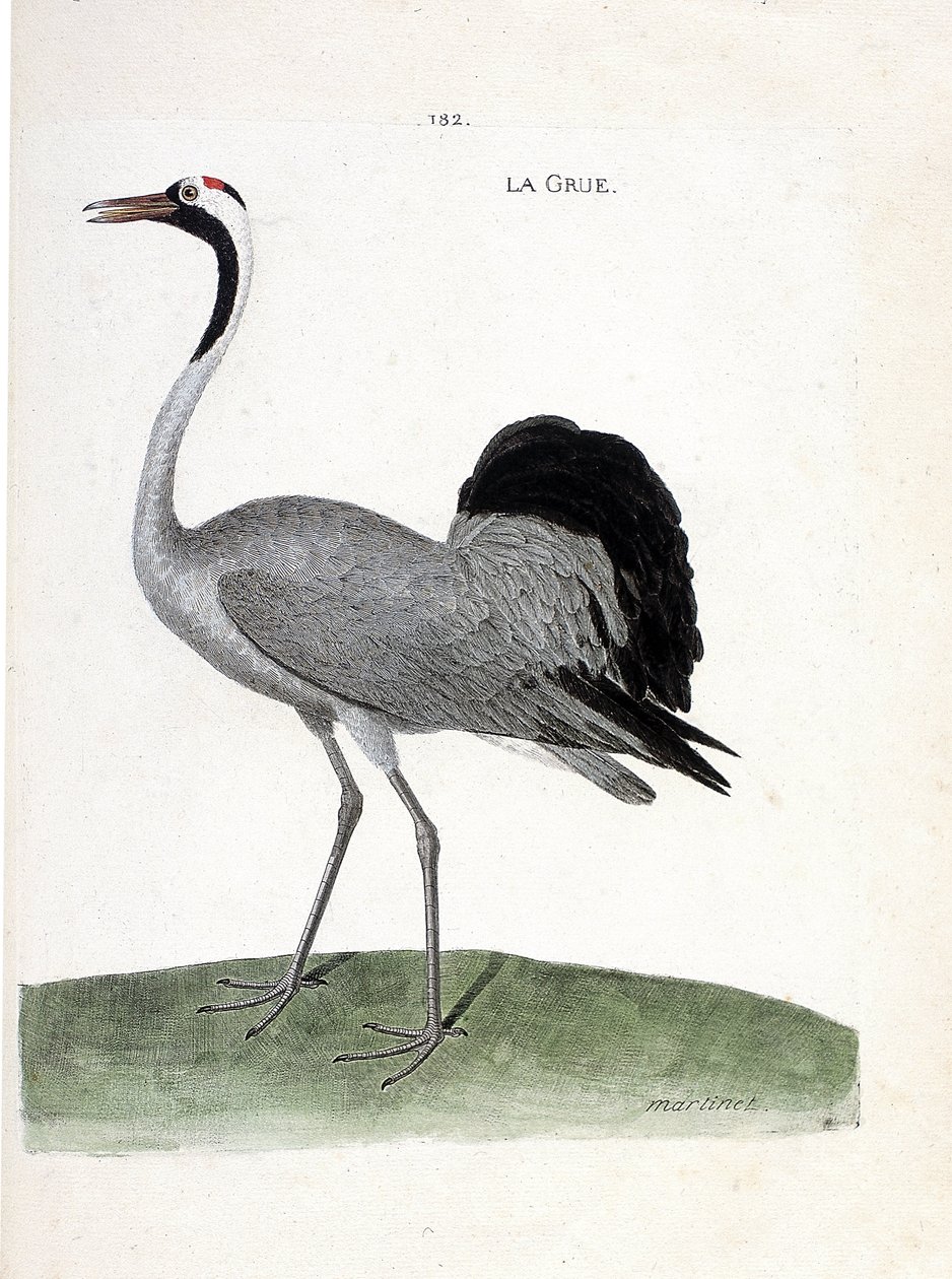 Állattani térkép (ornitológia): a daru (hamudaru vagy grus grus) - Francois Nicolas Martinet (1731-1800) illusztrációja „A madarak története, látszólagos és érzékeny aspektusaikban” - Magángyűjtemény alkotó: Francois Nicolas Martinet