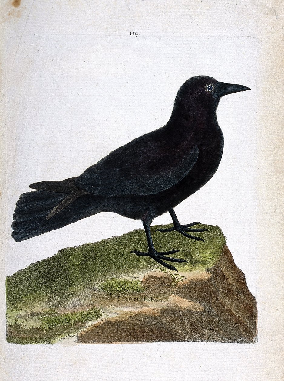 Állattani térkép (ornitológia): a varjú (fekete varjú vagy corvus corone). Illusztráció: Francois Nicolas Martinet (1731-1800) „A madarak története, megjelenésük és érzékeny aspektusuk szerint”. Magángyűjtemény. alkotó: Francois Nicolas Martinet