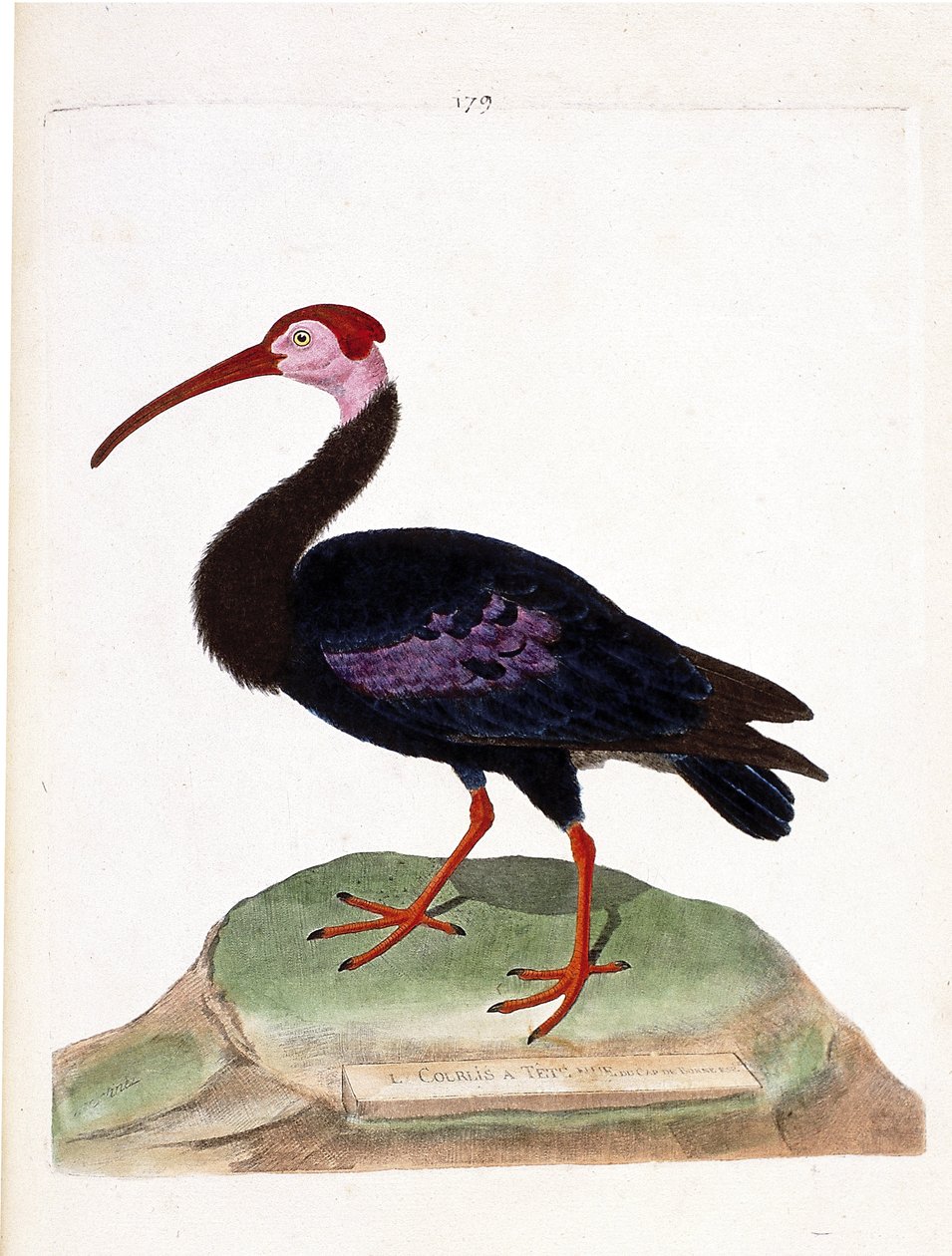 Állattani térkép (ornitológia): a göndör feje a jó reménység sapkája (ibis du cap vagy geronticus calvus) csupasz. Illusztráció: Francois Nicolas Martinet (1731-1800) „A madarak története, megjelenésükre és érzékeny vonatkozásukra festve”. P alkotó: Francois Nicolas Martinet