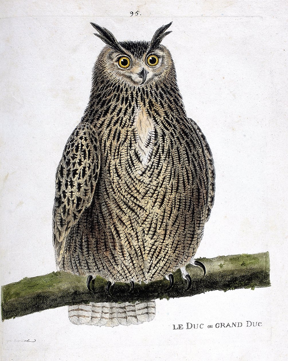 Állattani térkép (ornitológia): a herceg vagy nagyherceg (nagyherceg vagy bubo bubo) egy ágon. Illusztráció: Francois Nicolas Martinet (1731-1800) „A madarak története, megjelenésük és érzékeny aspektusuk szerint”. Magángyűjtemény. alkotó: Francois Nicolas Martinet