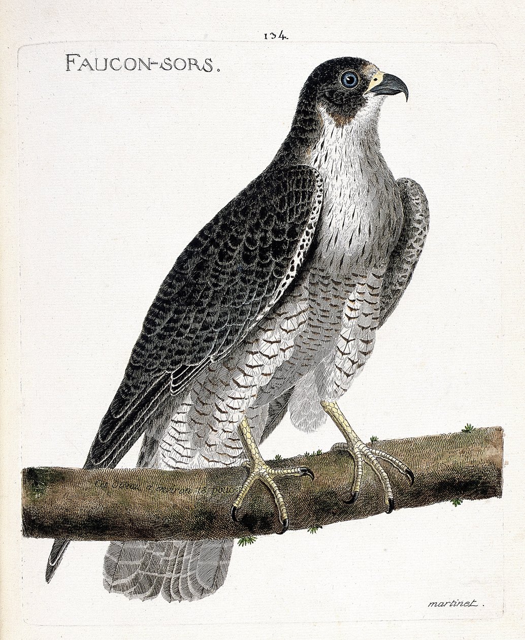 Állattani térkép (ornitológia): a sólyom egy ágon bújik ki vagy száll ki (sólyom vagy falco peregrinus). Illusztráció: Francois Nicolas Martinet (1731-1800) „A madarak története, megjelenésük és érzékeny aspektusuk szerint”. Pri alkotó: Francois Nicolas Martinet