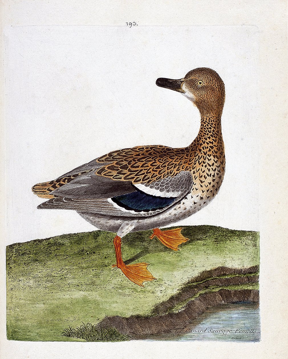 Állattani térkép (ornitológia): nőstény vadréce (tőkés réce vagy anas platyrhynchos). Illusztráció: Francois Nicolas Martinet (1731-1800) „A madarak története, megjelenésük és érzékeny aspektusuk szerint”. Magángyűjtemény. alkotó: Francois Nicolas Martinet