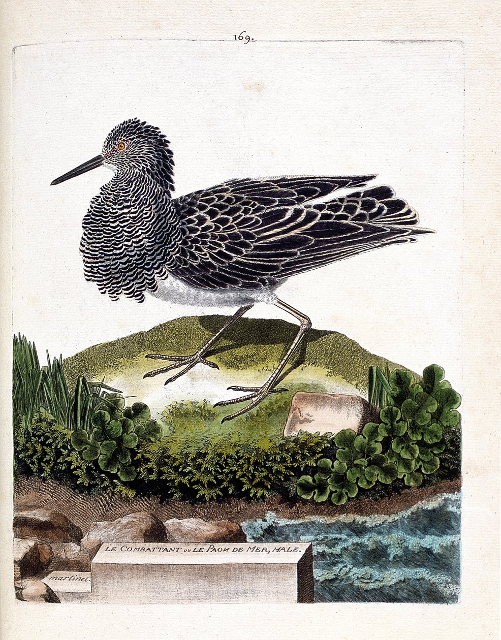 Állattani térkép (ornitológia): a harcos vagy a hím tengeri páva (harcos változó vagy philomachus pugnax). Illusztráció: Francois Nicolas Martinet (1731-1800) „A madarak története, megjelenésük és érzékeny aspektusuk szerint”. Magánkollégium alkotó: Francois Nicolas Martinet