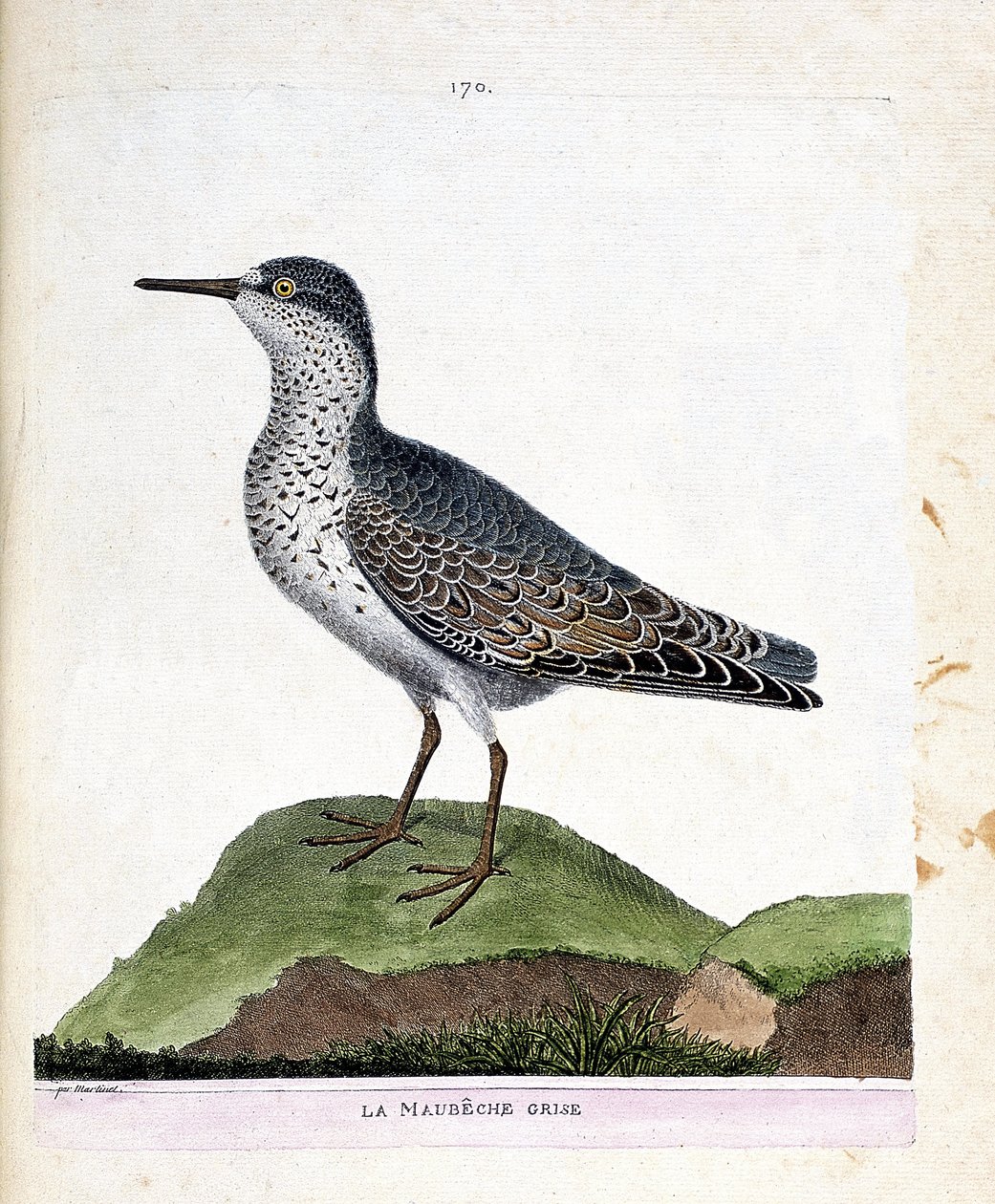 Állattani térkép (ornitológia): szürke maubeche (lila csőr vagy calidris maritima). Illusztráció: Francois Nicolas Martinet (1731-1800) „A madarak története, megjelenésük és érzékeny aspektusuk szerint”. Magángyűjtemény. alkotó: Francois Nicolas Martinet