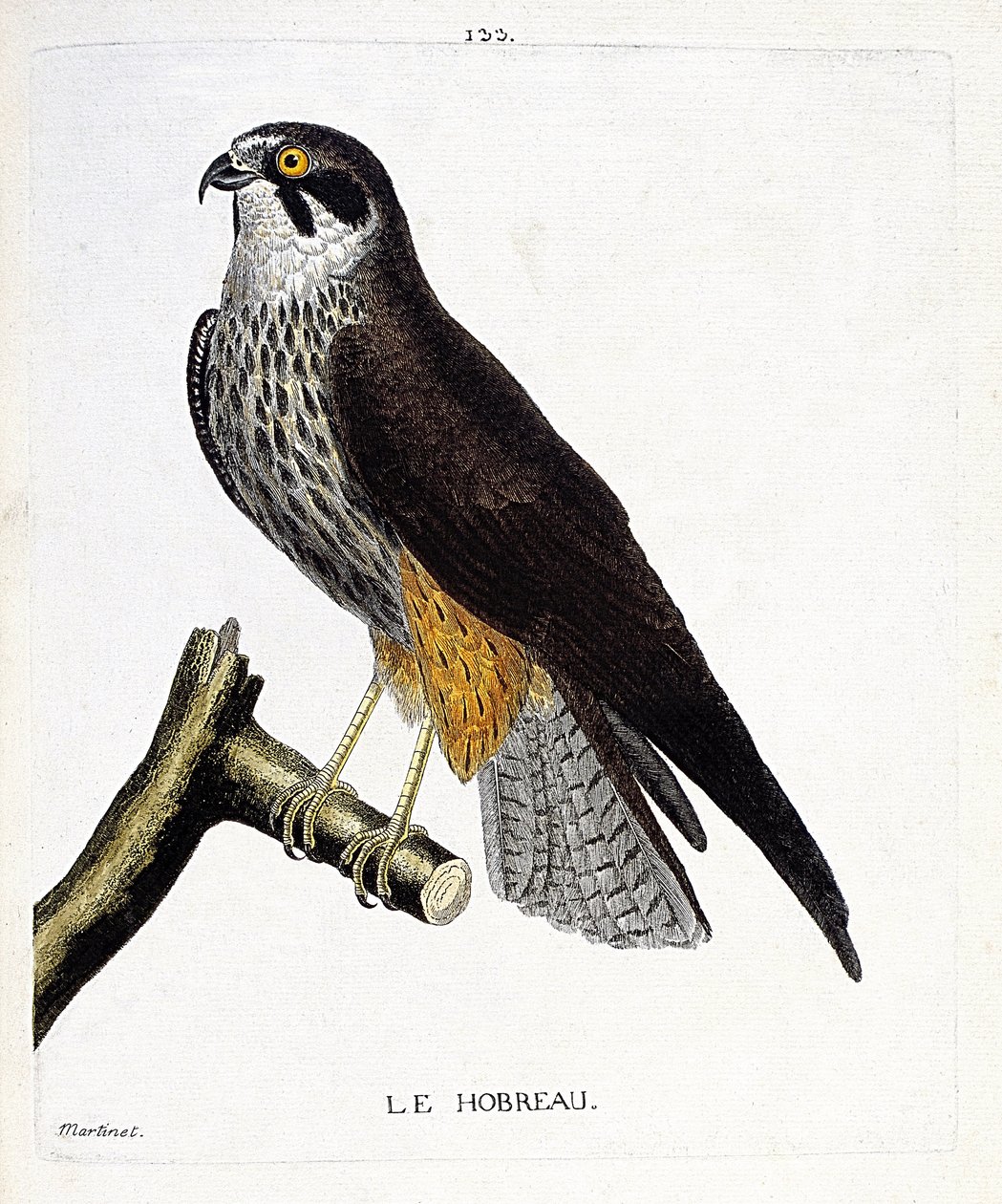 Állattani térkép (ornitológia): a hobreau (sólyom vagy falco subbuteo) egy ágon. Illusztráció: Francois Nicolas Martinet (1731-1800) „A madarak története, megjelenésük és érzékeny aspektusuk szerint”. Magángyűjtemény. alkotó: Francois Nicolas Martinet
