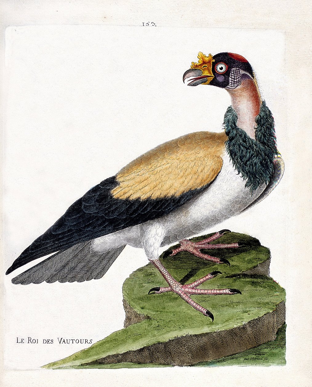 Állattani térkép (ornitológia): a keselyűk királya (sarcoramph king vagy sarcoramphus papa). Illusztráció: Francois Nicolas Martinet (1731-1800) „A madarak története, megjelenésük és érzékeny aspektusuk szerint”. Magángyűjtemény. alkotó: Francois Nicolas Martinet